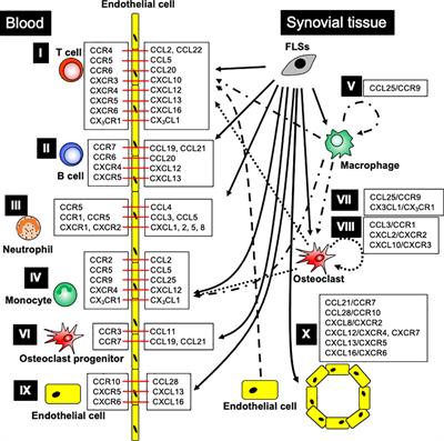 Chemokines and chemokine receptors as promising targets in rheumatoid arthritis